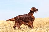 SETTER IRLANDAIS 001